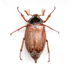 The bug chafer.