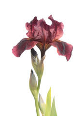 Vinous iris isolated on white background