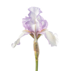 Iris blanc isolé sur fond blanc