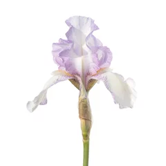 Crédence de cuisine en verre imprimé Iris Iris blanc isolé sur fond blanc