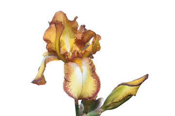 White and yellow iris isolated on white background