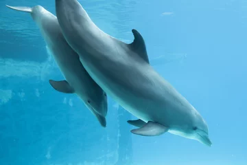 Crédence de cuisine en verre imprimé Dauphin delfino