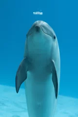 Abwaschbare Fototapete Delfin delfino