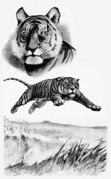 Old illustration: tiger in the wilderness