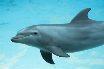 Fototapeta premium delfino