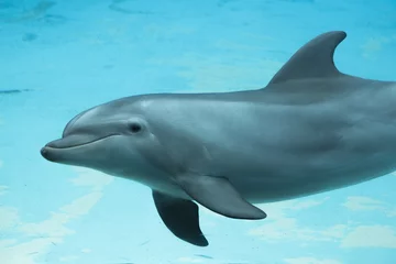 Peel and stick wall murals Dolphin delfino
