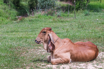 Naklejka premium cow looking at camera