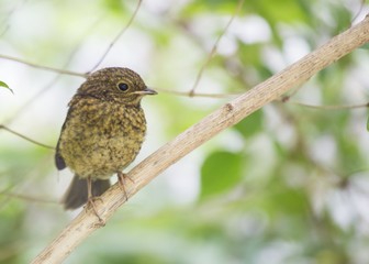 Baby Robin Red Breast (Erithacus rubecula)