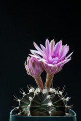 Fototapeta na wymiar Two pink cactus flowers on black