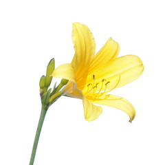 Yellow daylily flower isolated on white background. Yellow flower on white background