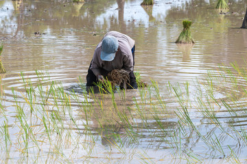 farmer transplant in the paddy field