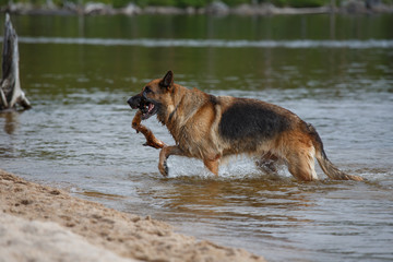 Portrait of a dog German shepherd on the nature on the banks of the river