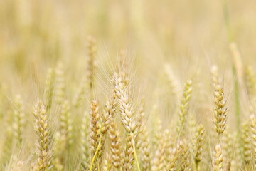 wheat field background and texture