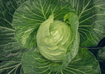 Свежая зелёная капуста на грядке