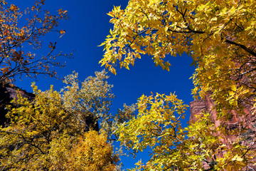Golden leaves against blue sky