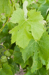 feuilles de vigne
