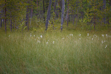 Overgrown landscape of swamp water trees bushes