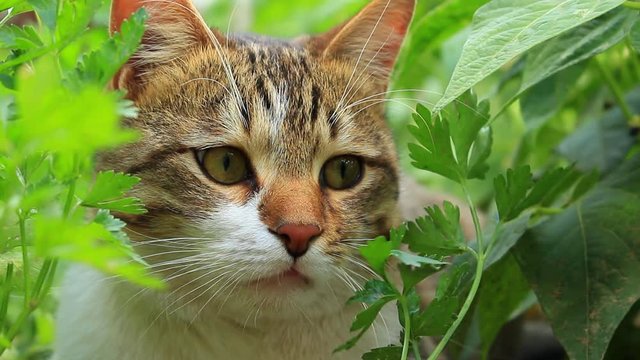 Orange-gray, white cat under green bushes and leaves, in nature
