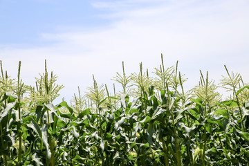 field of corn