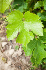 feuilles de vigne