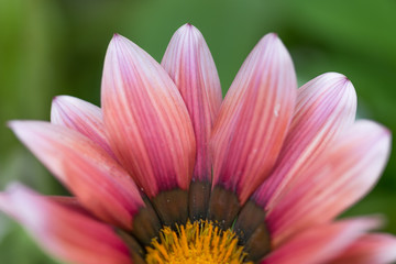 Mittagsblume, Nahaufnahme