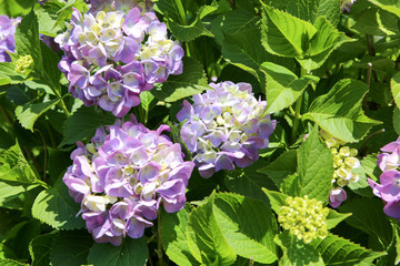 Hydrangea