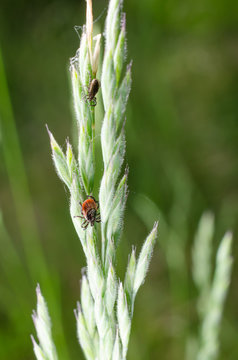 Zecken im Wildgras
