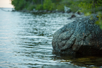 Overgrown landscape of swamp water trees bushes