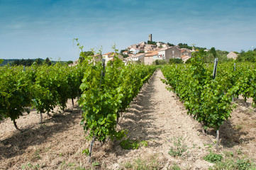Fototapeta na wymiar vignoble à Montady - hérault - languedoc Roussillon