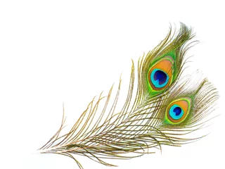 Fotobehang Pauw kleurrijk patroon op geïsoleerde pauwenveer