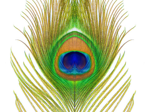 Fototapeta colorful pattern on peacock feather isolated