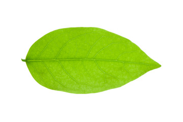 Fototapeta na wymiar leaves isolated