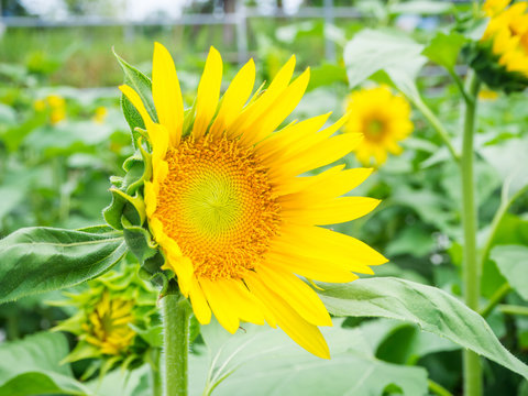 Sunflower plantation in Thailand