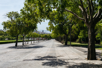Park alley with trees or Parque Eduardo VII, Lisbon, Portugal.