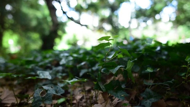 Lower angle of the green leaf on the ground in the garden.