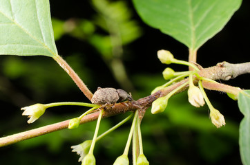 Rüsselkäfer im Frühling