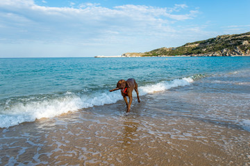 Dog playing at beach 