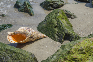 Shell Charonia Tritonis on the beach with rocks