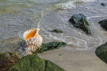 Shell Charonia Tritonis on the beach with rocks