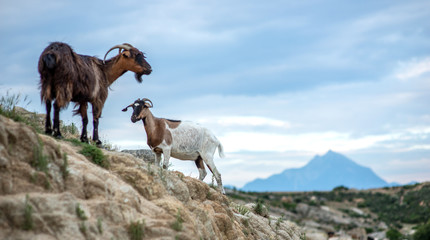 Wild goats 