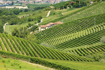 Langhe Vineyard