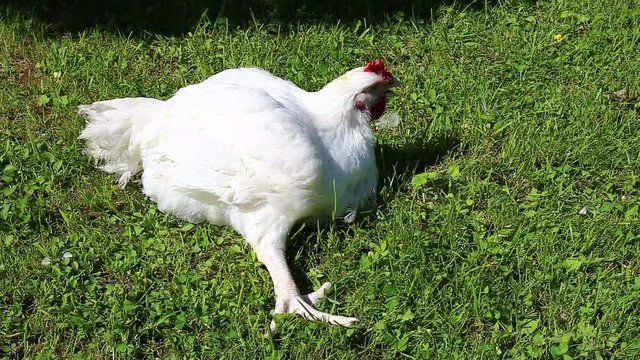 Video injured sick broiler chicken on a green lawn
