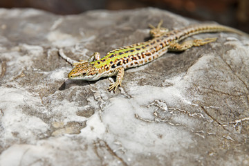 lizard basking on a rock at solcne