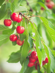 Cherries on cherry tree
