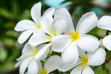 Fototapeta na wymiar Plumeria white flower