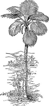 Vintage image palm tree