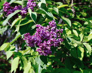 Blossoming purple lilac in the city park