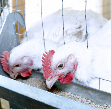 Few Chickens Eating Combined Feed In The Cage