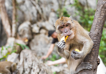 the monkey sits and eats banana