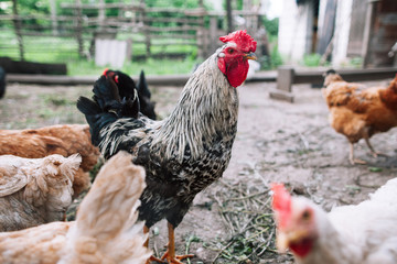 Rooster between hens on farmyard. Front view on big grey rooster standing among hens. Focus on gray rooster